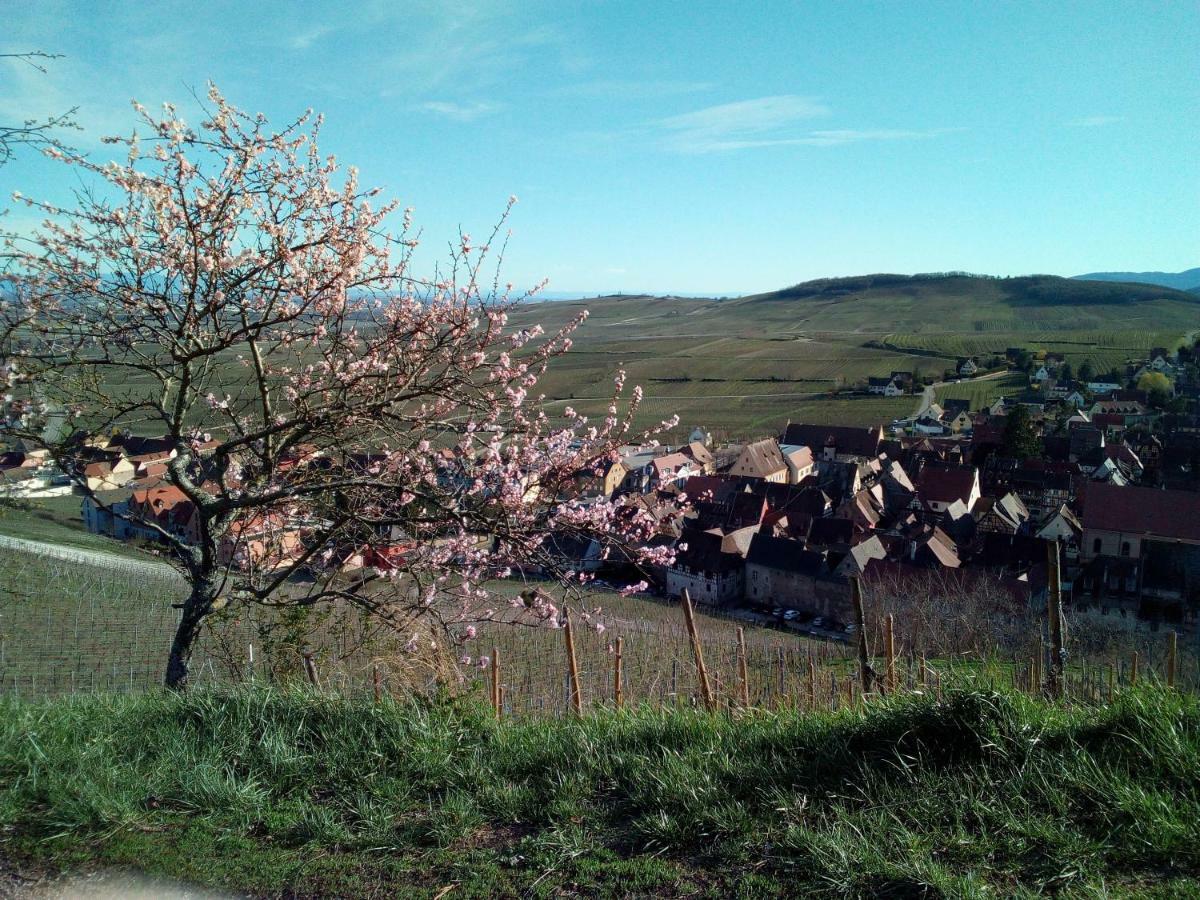 Le Gite De Coco Riquewihr Exteriör bild